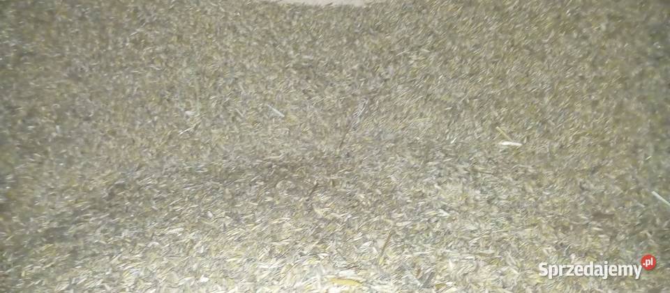 Sprzedam owies Ropczyce