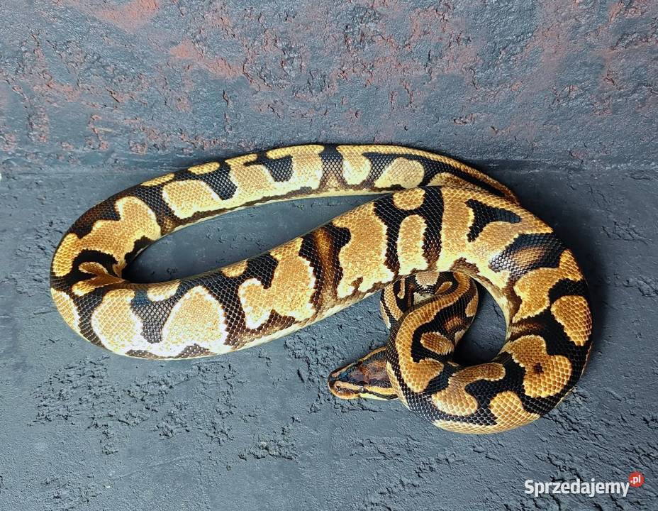 Pyton Królewski samiec Orange Dream Yellow Belly Gadka sprzedam