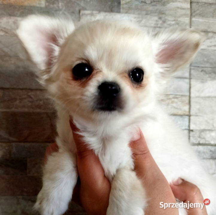 Piesek chihuahua długowłosy Chihuahua Konin