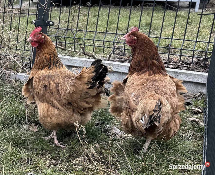 Oddam 3 kury nioski Giełda zwierząt