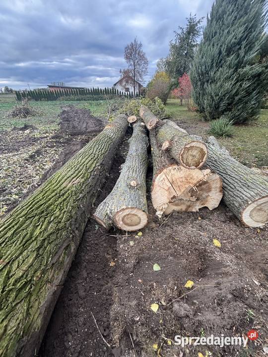 Drzewo Topola pnie 7m i 8 m łódzkie Bedlno