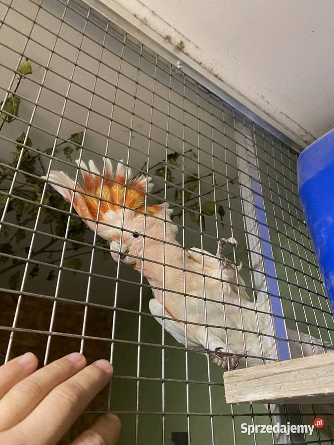 Kakadu Inka Samiec Miłoradzice