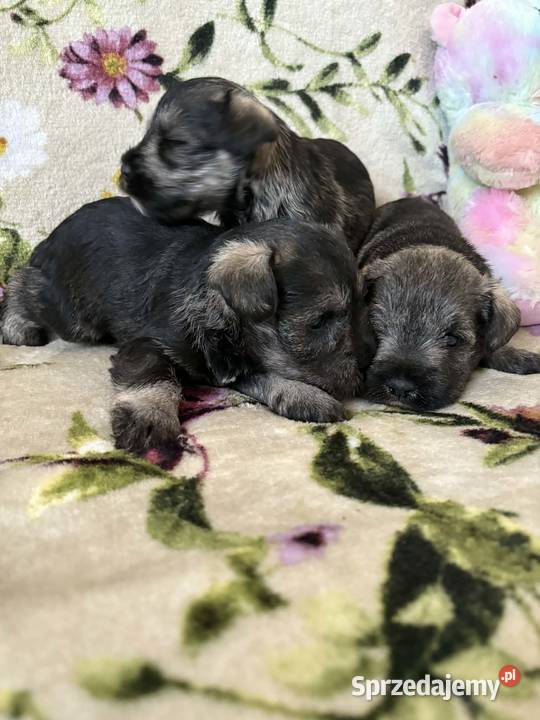 Sznaucer miniaturowy czarny pieski kujawsko-pomorskie Solec Kujawski