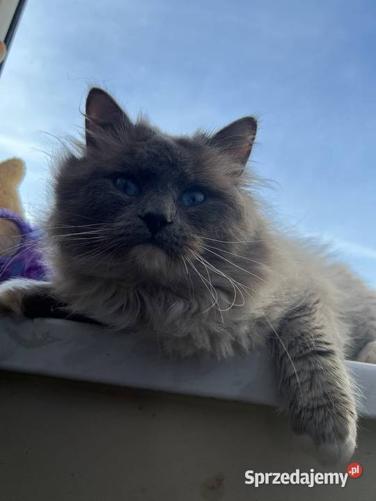 Piękne kocięta Ragdoll szukają domu ojcu FCI śląskie Katowice
