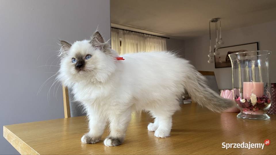 Kotka ragdoll FPL wystawowo hodowlana Warszawa