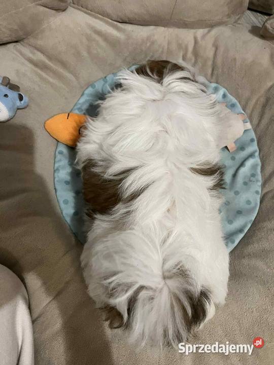 ShihTzu sunia łódzkie Mokrsko