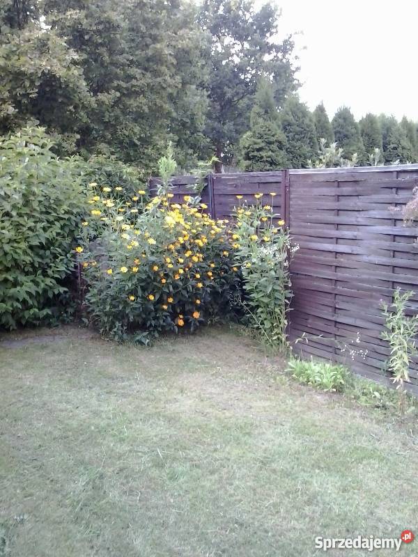 działka ogrodnicza ROD Wójtowa Rola prąd Olsztyn