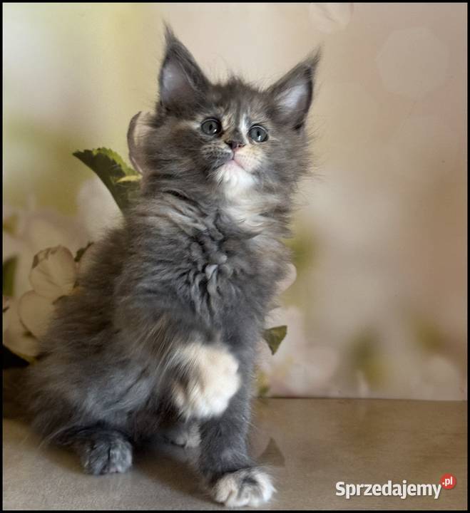 Koteczka Maine Coon Nisan Kraków