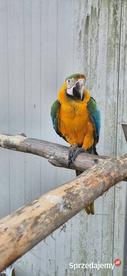 Ara Catalina samiec 2025 Rogoż