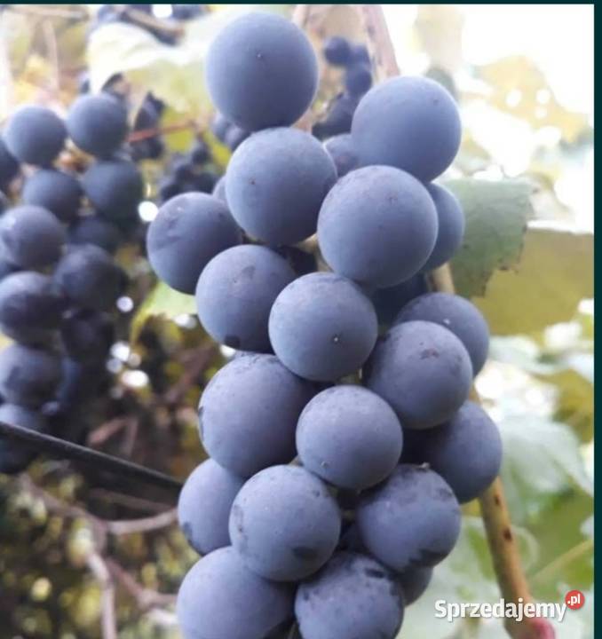 Winogrono ciemne