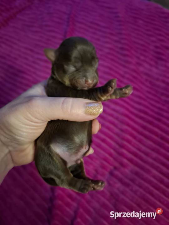 Yorkshire terrier czekoladowy Lublin sprzedam
