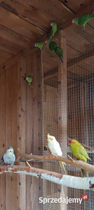 Papugi nimfy rozelle kanarki faliste