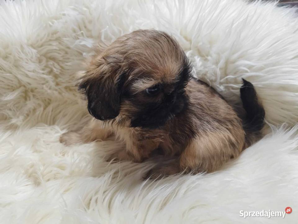 Shih Tzu Malutkie Wielkości Yoreczka Dąbrowa Górnicza
