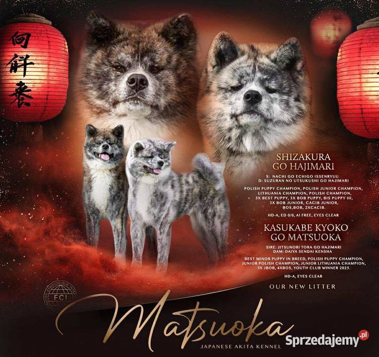 Suczka długowłosa Akita Inu zkwp Akita łódzkie Leśne Odpadki sprzedam
