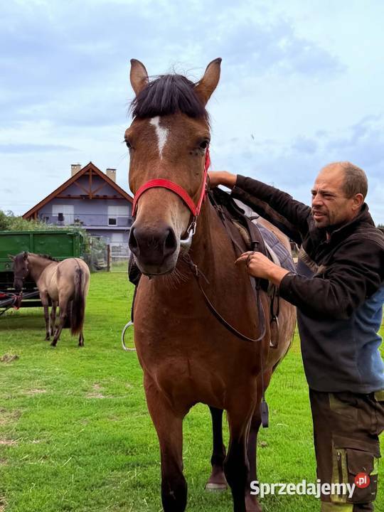 Koń klacz Jasmina Riwiera 160 ostoja spokoju Strzelce Krajeńskie