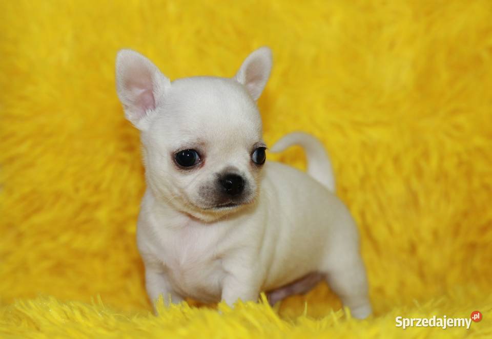 Chihuahua z prawdziwym rodowodem ZKwP FCI Chihuahua Świnoujście