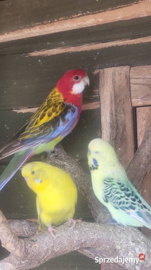 Rozella białolica małopolskie Wieliczka