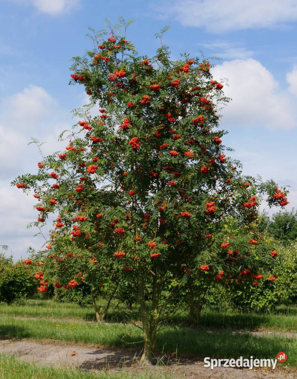 JARZĄB POSPOLITY Sorbus aucuparia NASIONA 5000 Lubanie