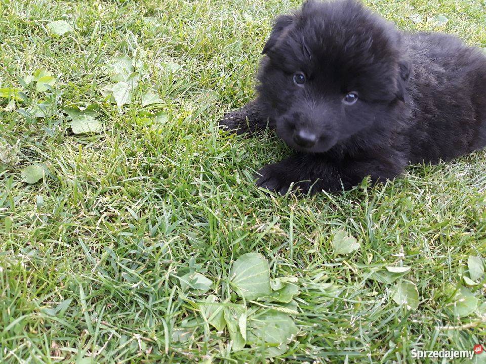 Tanio owczarki Staroniemieckie