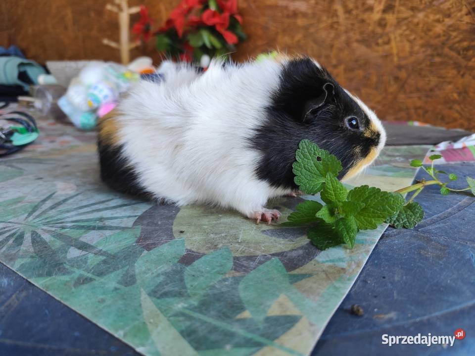 Świnka morska młoda oswojona zadbana samiec Kościan