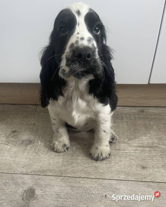 Cocker Spaniel Angielski Wyśmierzyce sprzedam
