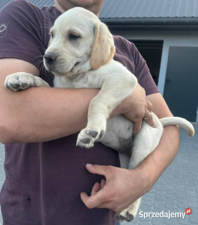 Labrador szczeniaki czarne I biszkoptowe Labrador Chronów