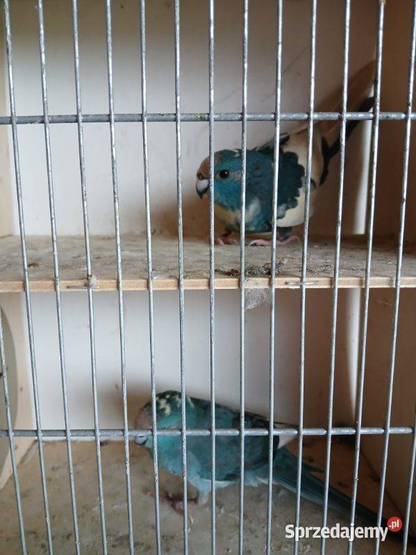 Modrolotki kozy Goździn