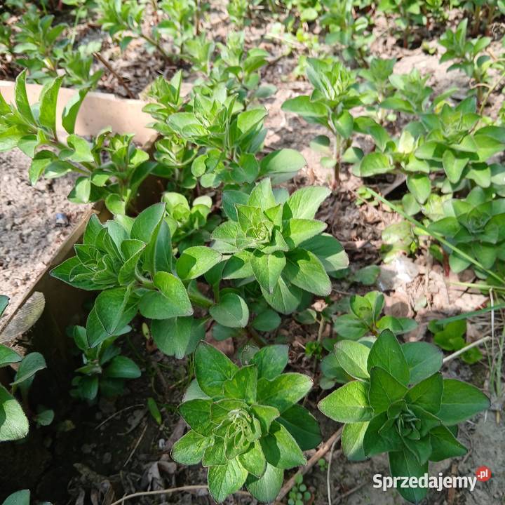 Tojeść kropkowana Nowy Sącz