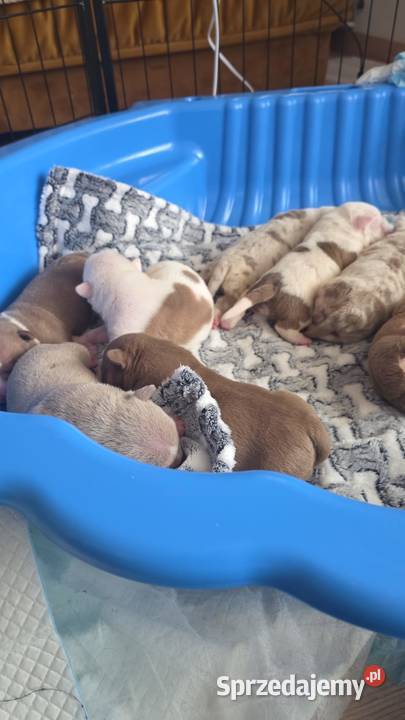 American Bully Pocket Pozostałe Gdańsk sprzedam