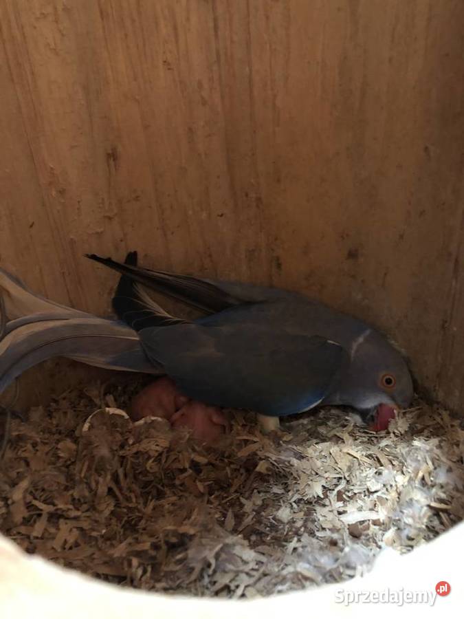 Aleksandretty obrożne Pary Lęgowe 2021r Truskolasy