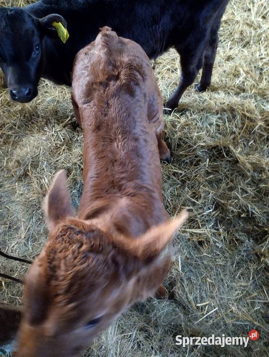 Sprzedam cielaki lubelskie Parczew