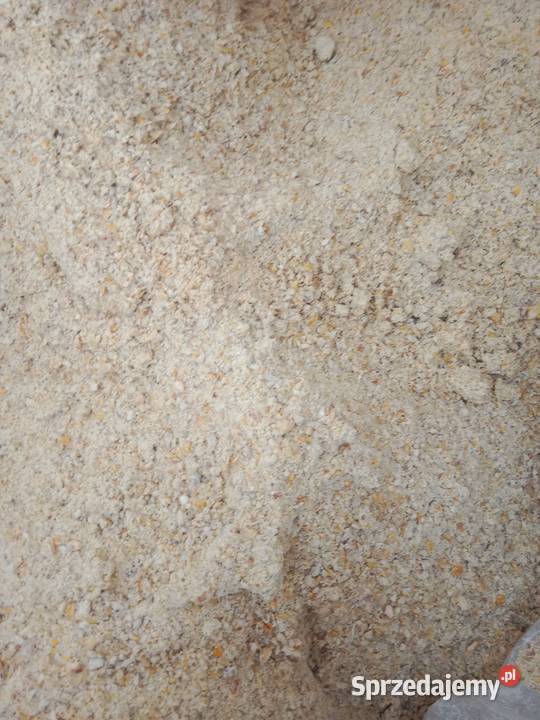 kukurydza mielona Suwałki sprzedam