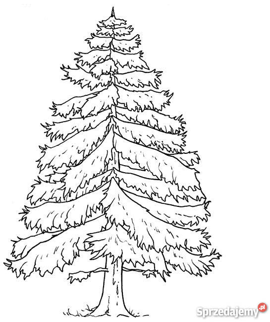 Kłody tartaczne sosna dąd świerk osika itp Materiały budowlane Parczew