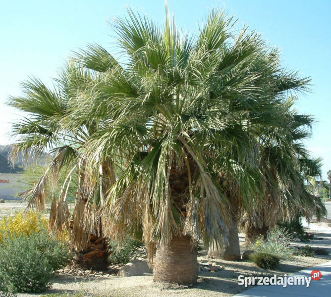 WASZYNGTONIA NITKOWATA Washingtonia filifera kujawsko-pomorskie Lubanie sprzedam