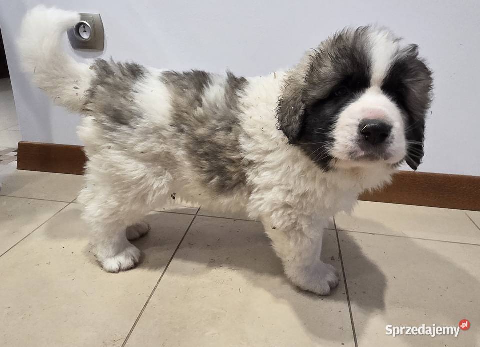 Mastif Pirenejski ZKwPKrakow szczeniaki dostepne Ochmanów