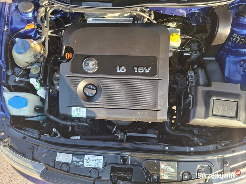 Leon granatowy Marzysz