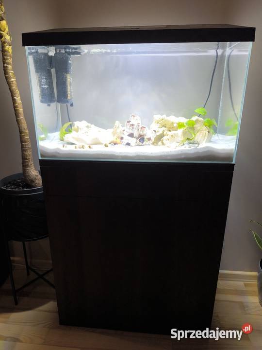 Akwarium 60l z pyszczakami Zwierzęta Kielce sprzedam