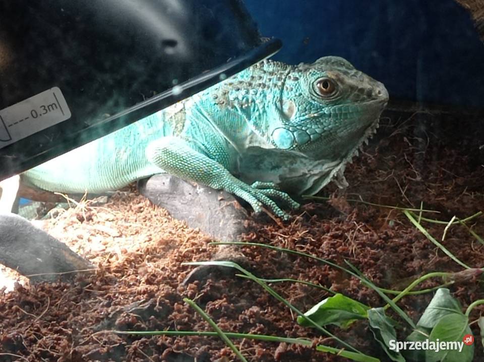 Blue Iguana Legwan Młody Blue