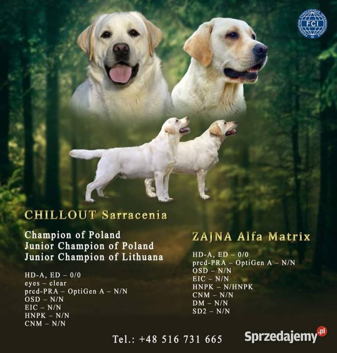 Szczeniaki Labrador retriever ZKwP Daleszyce