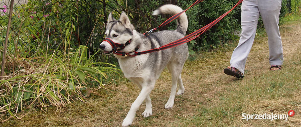 Kantar Szkoleniowy Psa Halter PA Hifica Tychy