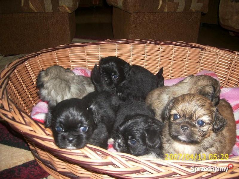 Pekińczyki Miniaturka Leżajsk