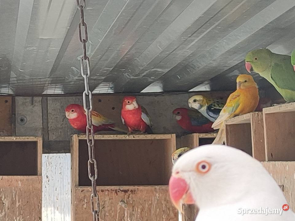 Aleksandretty obrozne i inne papugi Bełchatów sprzedam