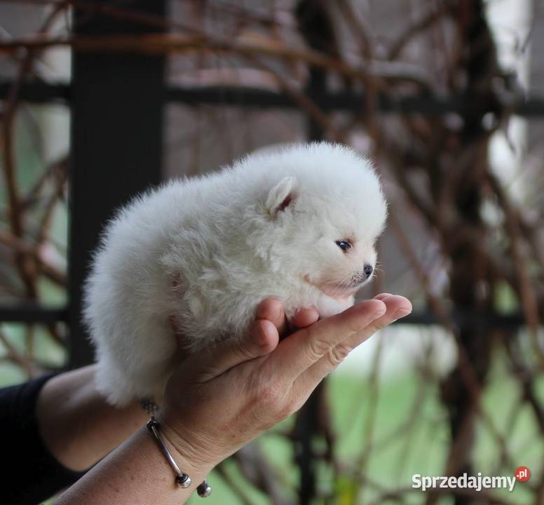 Pomeranian malutki piesek XS FCI Szpic miniaturowy łódzkie