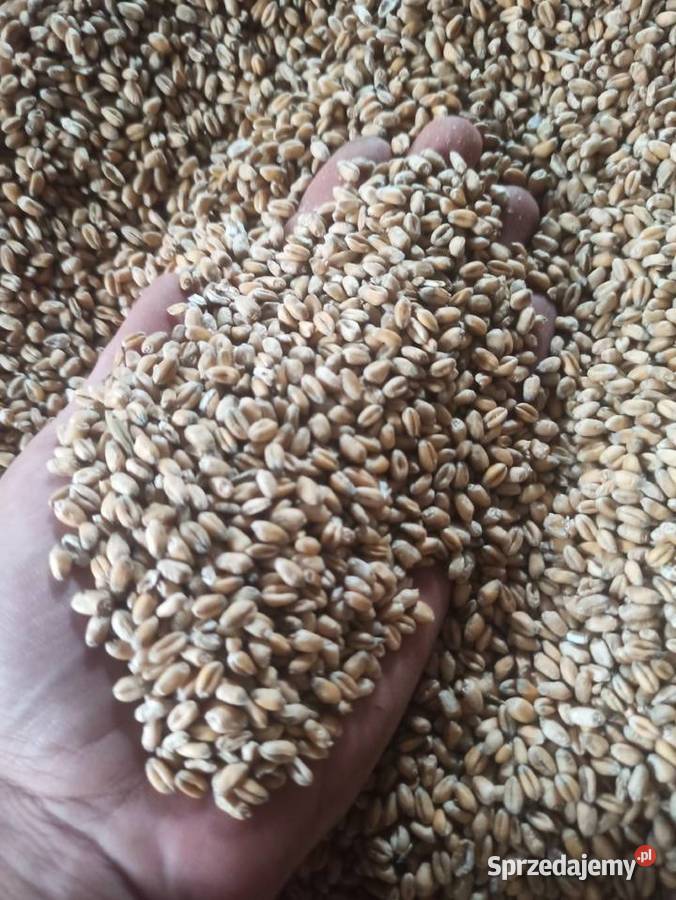 Pszenica ozima zbiór 2023 podkarpackie Tułkowice