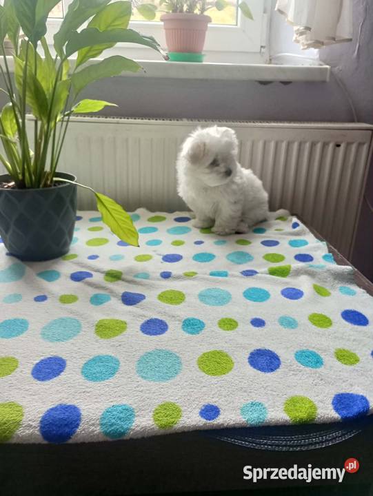 Maltańczyk piesek Maltańczyk Rzeszów