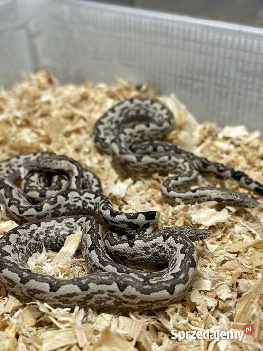 Candoia paulsoni Katowice