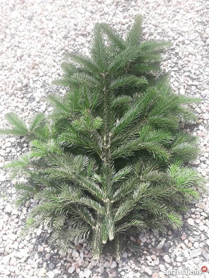 Gałęzie z jodły kaukaskiej stroisz choinki Legnica