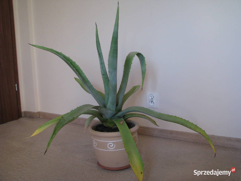 Piękna duża agawa ogrodowa 3 Brzegi