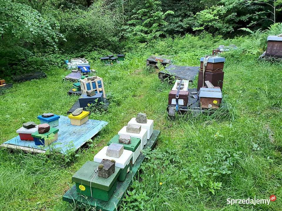 Matki pszczele reprodukcyjne hodowlane Buckfast mazowieckie Platerów