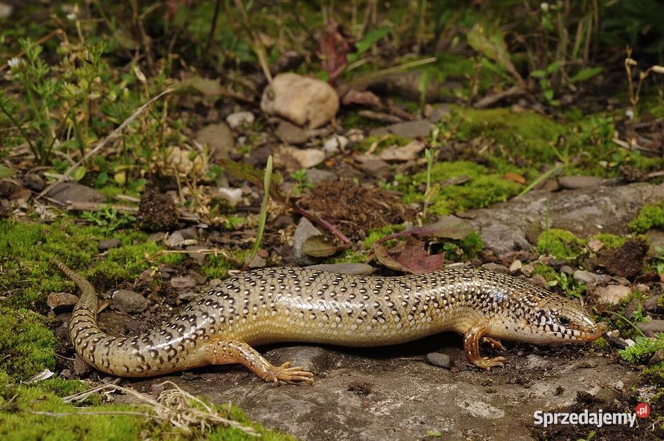 Chalcides ocellatus Sstajnica Nakrapiana Gady i płazy dolnośląskie Oława